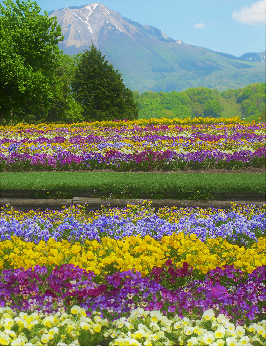 花回廊から花盛りの大山