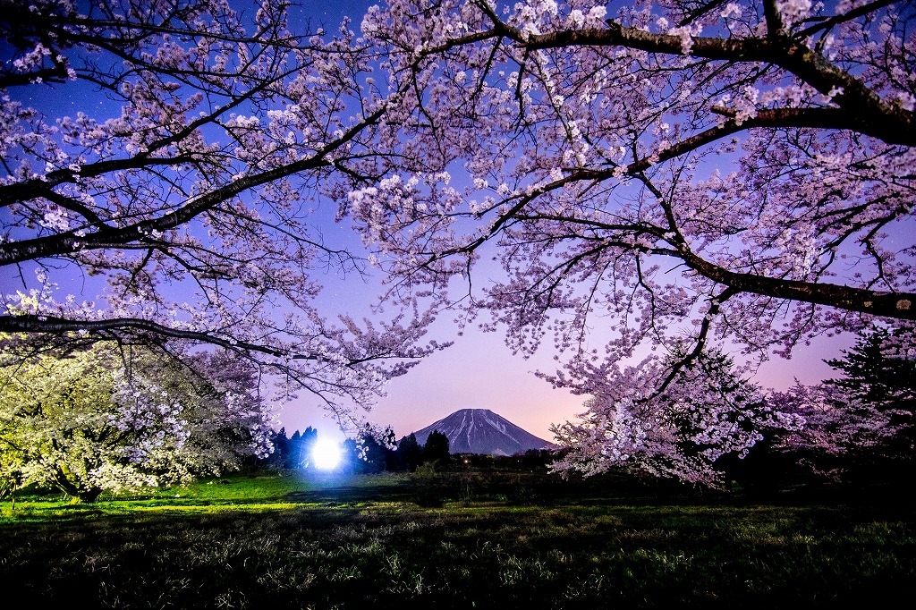 桜のトンネル