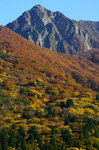 大山の岩峰と紅葉