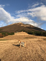柴犬と秋の大山