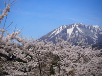 大山×桜