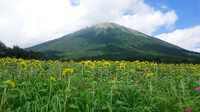 夏の日の大山さんと向日葵