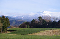 冬の茶畑と大山