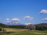 春めく