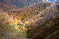 大山の紅黄葉