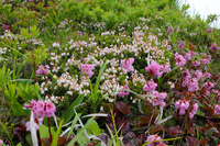 大山の花々