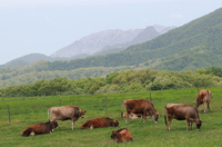 時間が止まったような牛と大山の景色