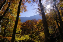 深山秋景