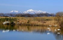 大山とコハクチョウ