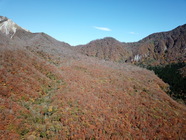 奥大山の紅葉(水の源、ブナ原生林の紅葉)