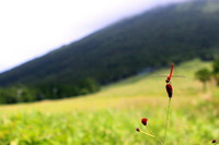 大山と赤トンボ