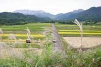 大山と稲刈り