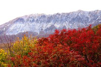 燃えよ大山