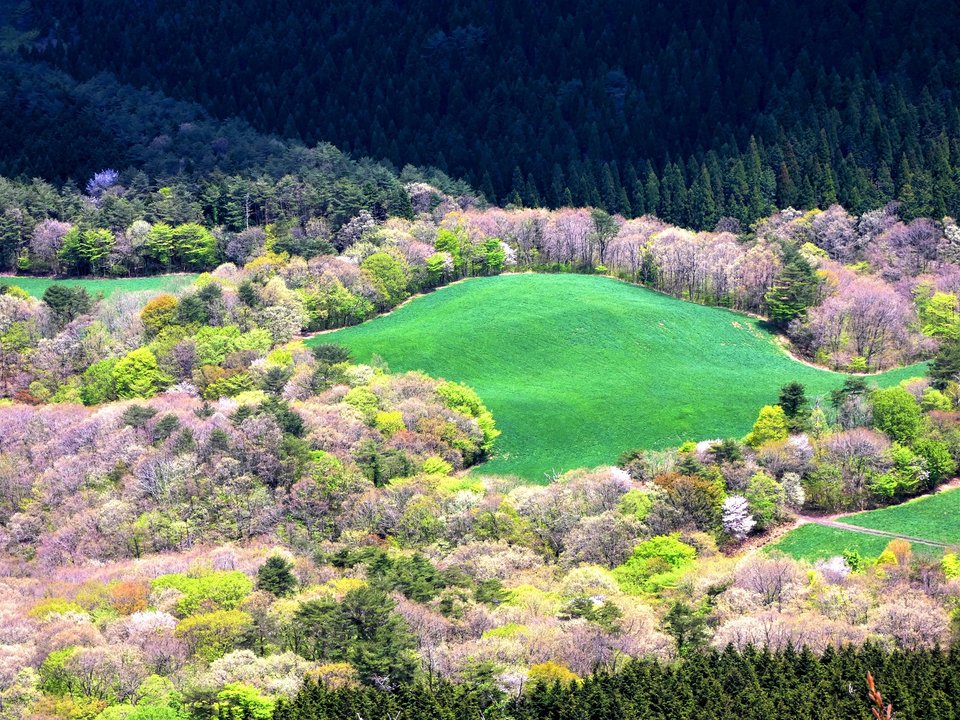 3_森の中の牧草地000479.JPG