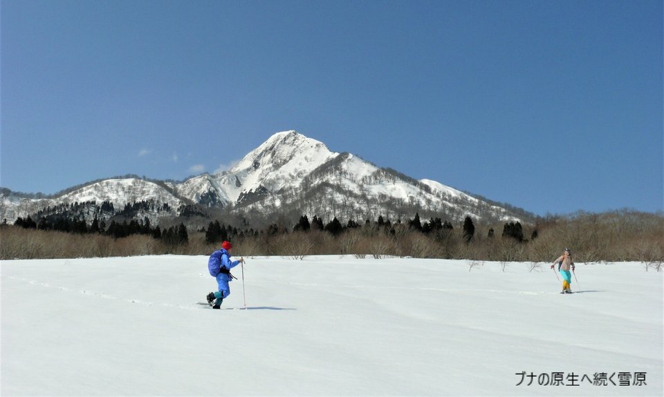 ７）ブナの原生へ続く雪原.png