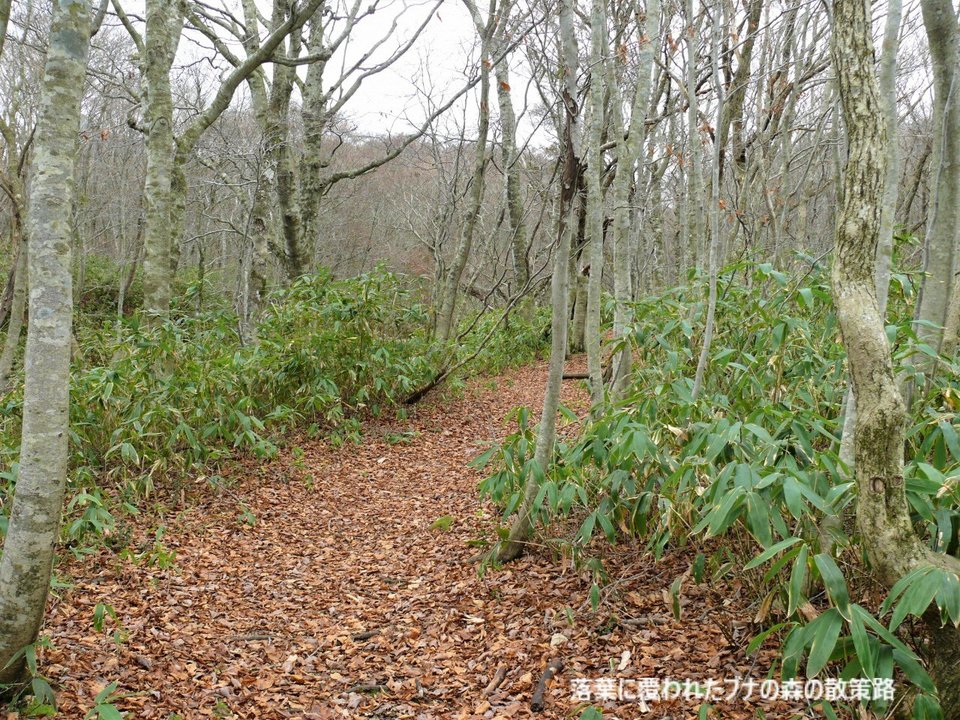 hp落葉に覆われたブナの森の散策路.jpg